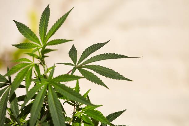 крупный план растения марихуаны на светлом размытом фоне с пробелом для текста - flower purple macro bud стоковые фото и изображения