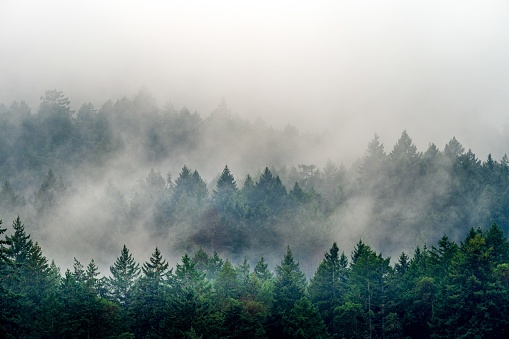 A smoke coming out of a forest full of different kinds of green plants in Canada