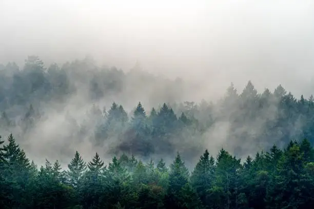 Photo of Smoke coming out of a forest full of different kinds of green plants in Canada