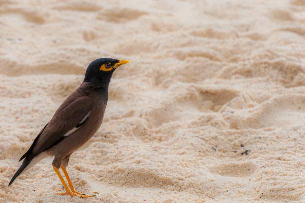 nahaufnahme eines einsamen myna-vogels in einer sandigen gegend - ochre sea star stock-fotos und bilder