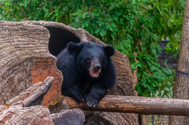 Black bear coming out of its den getting up from the long winter sleep in a forest A black bear coming out of its den getting up from the long winter sleep in a forest burrow stock pictures, royalty-free photos & images