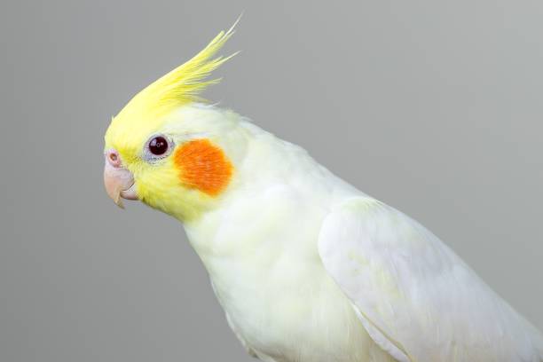 istock White lutino cockatiel against a grey background 1440276218