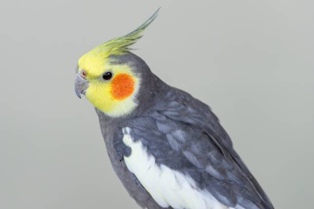 istock Cute cockatiel bird with grey and yellow feathers against a grey background 1440276227