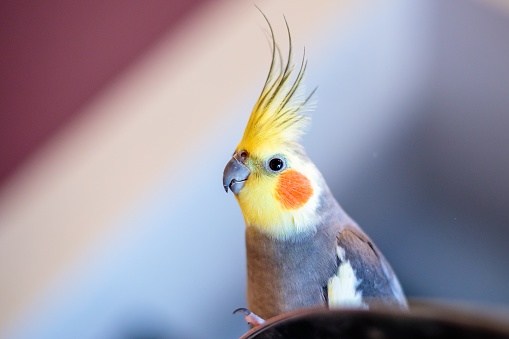 A closeup shot of a cute cockatiel parrot on a blurred background