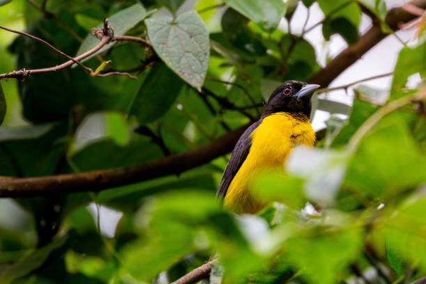 istock Weaver with a dark back in Kakamega forest in Kenya 1440276384