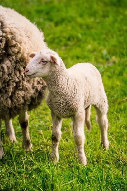 istock Vertical shot of a Lamb standing next to a ewe on a pasture 1440276648