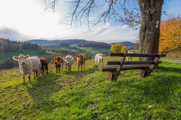 cows and a bench near reichelsheim