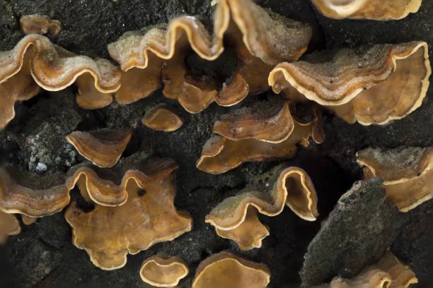 istock Stereum hirsutum, False turkey tail, Hairy curtain crust 1440277111