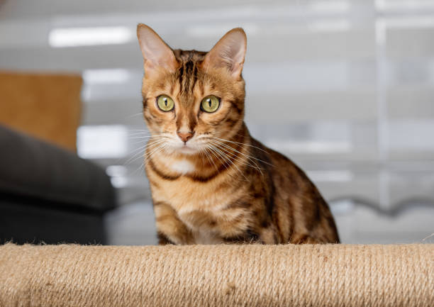 istock A Bengal cat hides behind a scratching post during the game. 1440277570