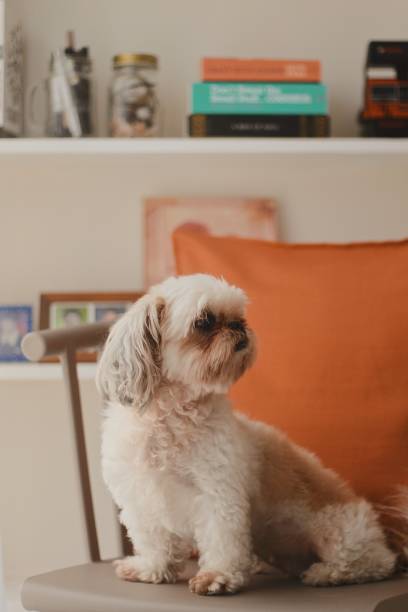 istock Vertical closeup shot of a cute white Pekapoo dog on blurred background 1440277574