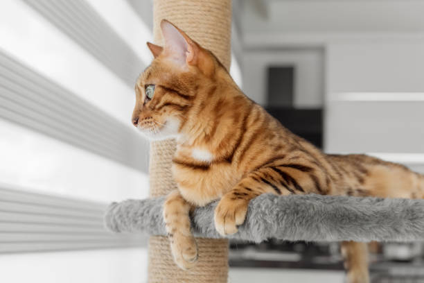istock Adorable Bengal cat on a scratching post near the window. 1440277618