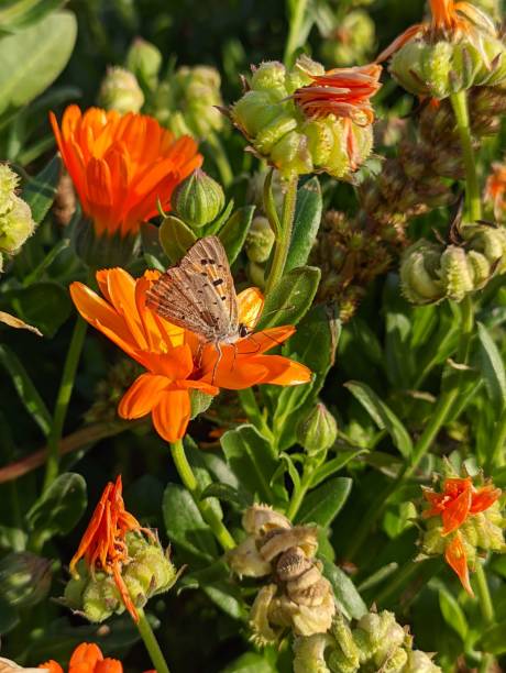 istock Small copper butterfly perching on a pot marigold flower in the garden 1440277798