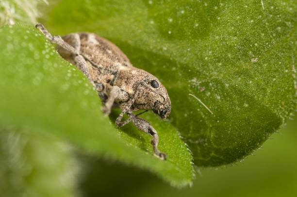 scatto fotografico macro di una cavalletta dalle ali fasciate seduta su una foglia verde fresca - cricket locust grasshopper insect foto e immagini stock