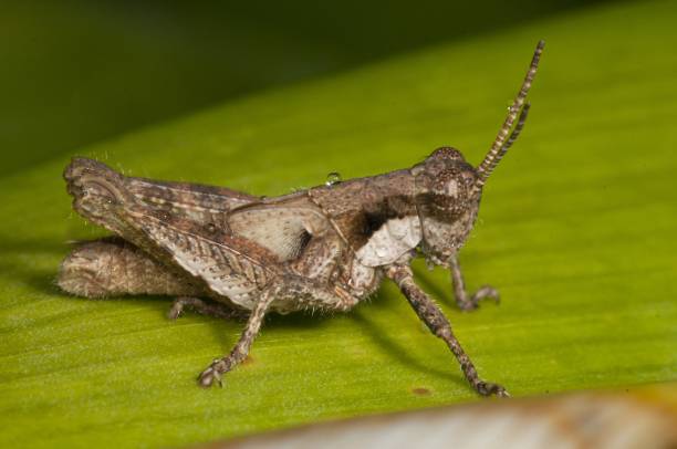 scatto fotografico macro di una cavalletta dalle ali fasciate seduta su una foglia verde fresca - cricket locust grasshopper insect foto e immagini stock
