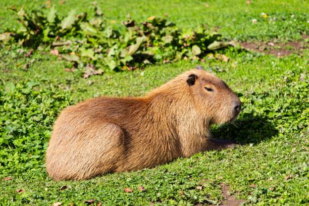 toma de enfoque selectivo de una linda marmota de punxsutawney phil sentada en hierba verde - punxsutawney phil fotografías e imágenes de stock