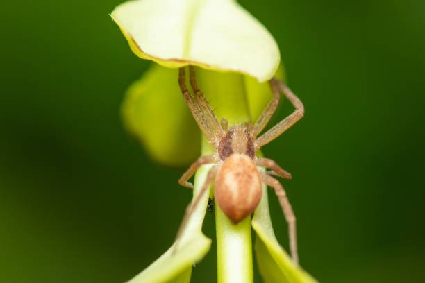 istock Selective focus shot of a Philodromidae spider 1440278320