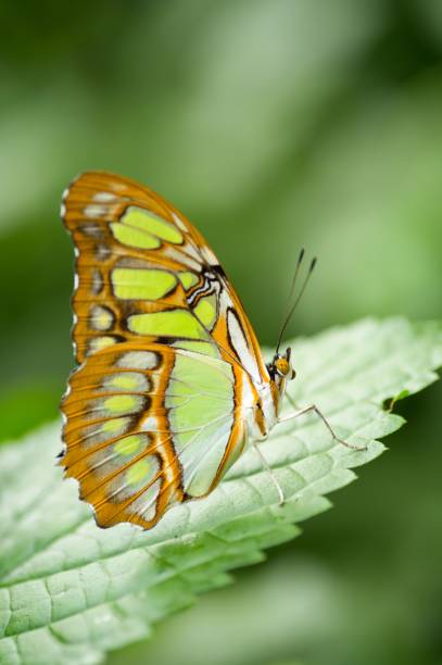 istock Vertical shot of a butterfly 1440278852