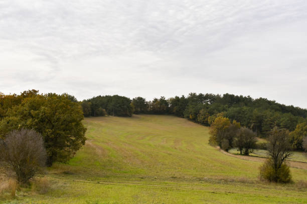 istock Cultivated land with forest and sky background 1440279091