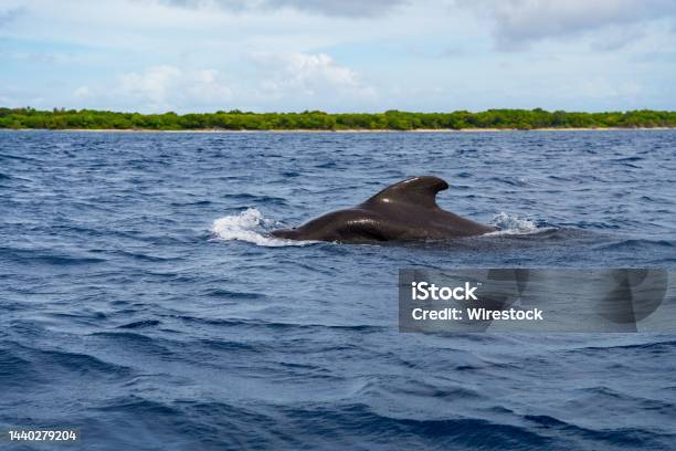 Pilot Whale At A Coast Near A Island Of The Maldives Stock Photo - Download Image Now