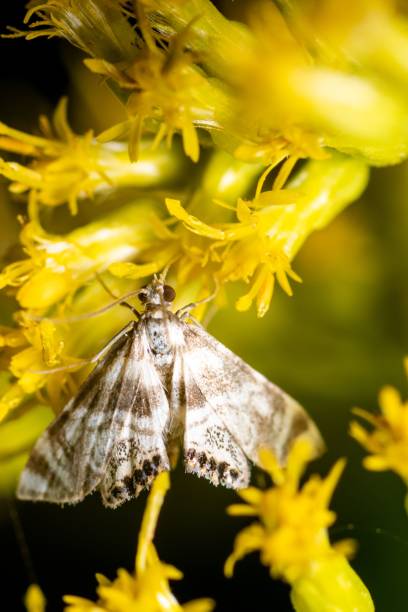 istock Vertical macro of a moth on a yellow flower 1440279376