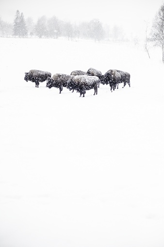 A vertical shot of a herd of bison on the snowy ground during the snowflake