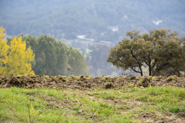 Cultivated land with forest background