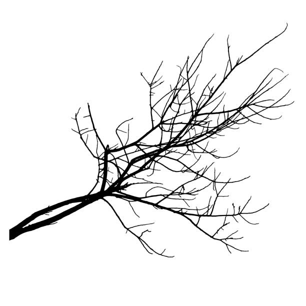 illustrations, cliparts, dessins animés et icônes de branche nue d’arbre, silhouette. illustration vectorielle - tree silhouette branch bare tree