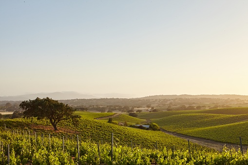 Wine Vineyards at sunset in Solvang, Santa Barbara County, California.