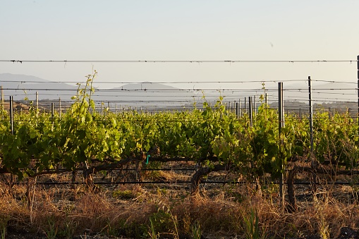 Wine Vineyards at sunset in Solvang, Santa Barbara County, California.