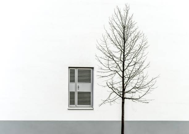 istock Single bare tree in front of a white and gray wall with a window 1440280407