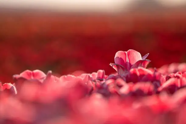 A closeup shot of a beautiful red tulip in a tulip field - concept of standing out