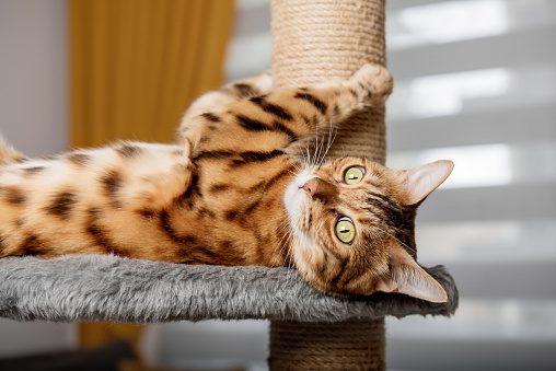 Bengal cat on a scratching post, in the background of the living room. Furniture for pets.