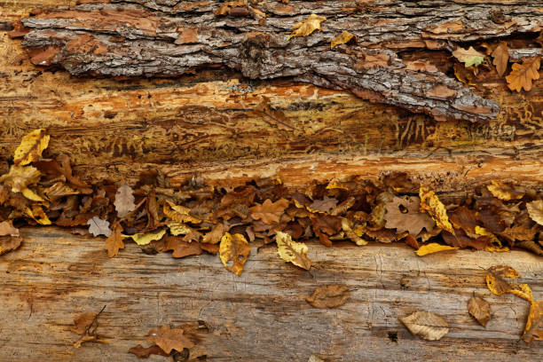 Autumnal Still Life ept with Autumnal Foliage Covering a Decomposing Pine Trunk autumnal still life with closeup of autumnal leaves covering an decomposing pine tree trunk ept stock pictures, royalty-free photos & images