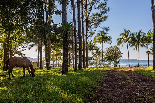 Hermoso paisaje de un caballo comiendo su almuerzo diario en la playa en Santa Catalina, Panamá photo