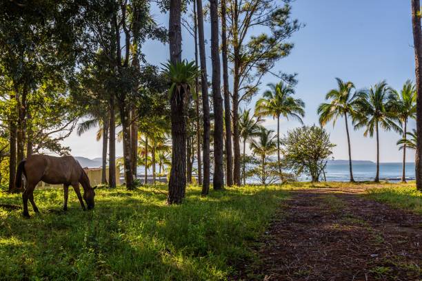 Beautiful scenery of a horse eating its everyday lunch at the beach in Santa Catalina, Panama A beautiful scenery of a horse eating its everyday lunch at the beach in Santa Catalina, Panama santa catalina panama stock pictures, royalty-free photos & images