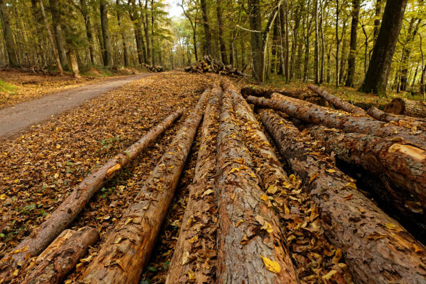 istock Working Forest in Autumn - Felled Trunks on the Wayside 1440281567