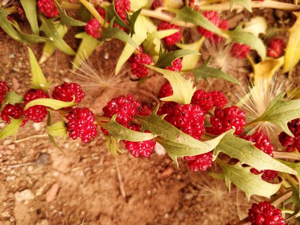 Blitum capitatum, Strawberry blite, Yaban Pazısı, Çilek Ispanağı Locality is Sivas in Türkiye çilek stock pictures, royalty-free photos & images