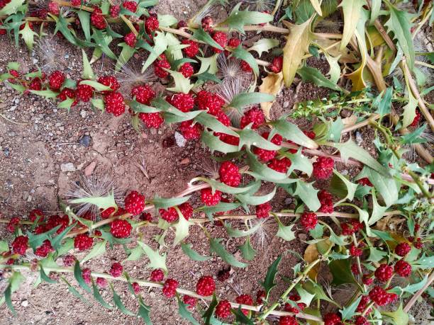 Blitum capitatum, Strawberry blite, Yaban Pazısı, Çilek Ispanağı Locality is Sivas in Türkiye çilek stock pictures, royalty-free photos & images