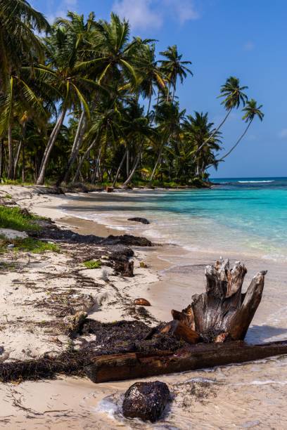 vertical shot of a beautiful scenery of palm trees at the beach in san blas islands, panama - panama san blas islands central america island imagens e fotografias de stock