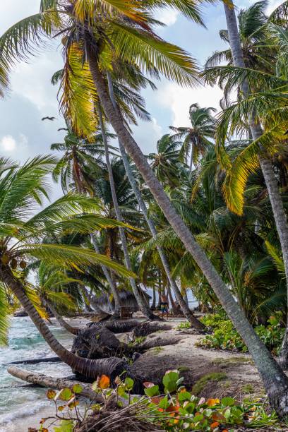 vertical shot of a beautiful scenery of palm trees at the beach in san blas islands, panama - panama san blas islands central america island imagens e fotografias de stock