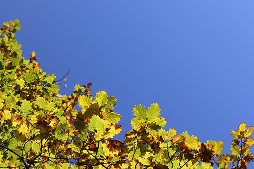Oak leaves on a large blue sky background in close-up in autumn
