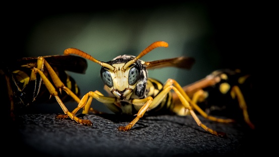 A selective focus shot of a wasp ready to fight on blurred background