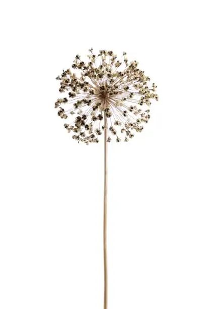 Photo of Vertical shot of an isolated dry Pincushions flower on white background