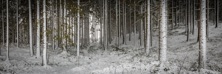 A panoramic shot of the thin trunks of trees in a spruce-fir forest on a winter day