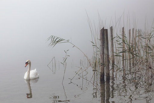 A swan silently and majestically glides along the reeds on a lake, which is covered in fog.