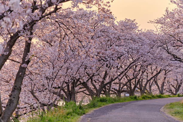 istock Cherry blossoms in Japan 1440282131