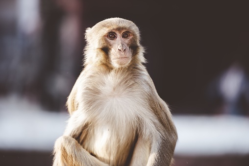 A closeup shot of a monkey sitting and looking at the camera with a blurred background