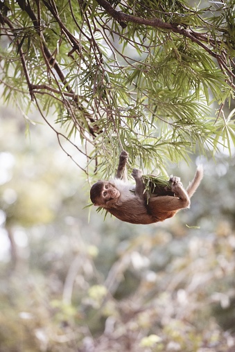A vertical closeup shot of a monkey hanging on to branches with a blurred background