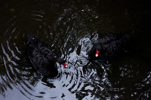 A high angle shot of two black ducks swimming in the lake
