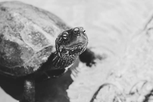 istock Greyscale selective focus shot of a cute turtle curiously looking at the camera 1440283427